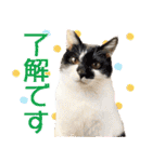 我らがペット大集合（個別スタンプ：5）