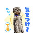我らがペット大集合（個別スタンプ：7）