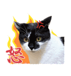 我らがペット大集合（個別スタンプ：11）