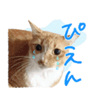 我らがペット大集合（個別スタンプ：12）