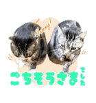 我らがペット大集合（個別スタンプ：15）