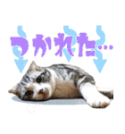 我らがペット大集合（個別スタンプ：17）
