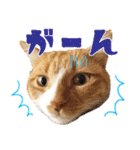 我らがペット大集合（個別スタンプ：18）
