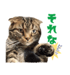 我らがペット大集合（個別スタンプ：21）