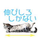 我らがペット大集合（個別スタンプ：23）