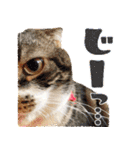 我らがペット大集合（個別スタンプ：24）
