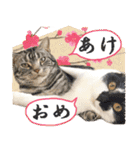 我らがペット大集合（個別スタンプ：25）