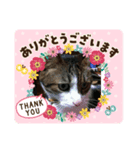 M‘sにゃんこ2（個別スタンプ：2）