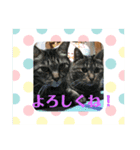 M‘sにゃんこ2（個別スタンプ：3）