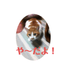 M‘sにゃんこ2（個別スタンプ：4）
