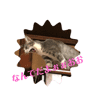 M‘sにゃんこ2（個別スタンプ：5）