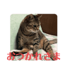 M‘sにゃんこ2（個別スタンプ：6）