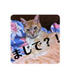 M‘sにゃんこ2（個別スタンプ：8）