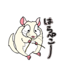 チンチラフレンズ（個別スタンプ：10）