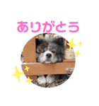 秋田犬カッツと茶羽の山口弁っちゃ 2（個別スタンプ：37）