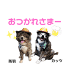 秋田犬カッツと茶羽の山口弁っちゃ 2（個別スタンプ：40）