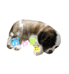 セントバーナードのヨーゼフ♡（個別スタンプ：3）