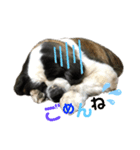 セントバーナードのヨーゼフ♡（個別スタンプ：5）