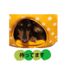 くうちゃんころんちゃんスタンプ（個別スタンプ：4）