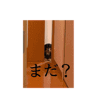 くうちゃんころんちゃんスタンプ（個別スタンプ：7）