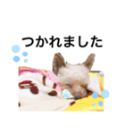 くうちゃんころんちゃんスタンプ（個別スタンプ：16）