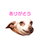 ミニピンさくら（個別スタンプ：2）
