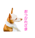 ミニピンさくら（個別スタンプ：3）