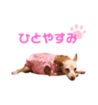 ミニピンさくら（個別スタンプ：6）