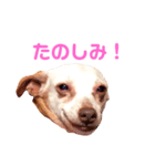 ミニピンさくら（個別スタンプ：7）