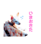 ミニピンさくら（個別スタンプ：10）