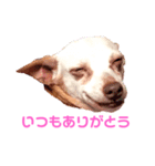 ミニピンさくら（個別スタンプ：12）