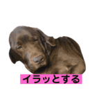 BAKKすたんぷ（個別スタンプ：7）