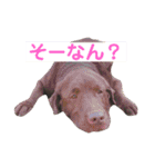 BAKKすたんぷ（個別スタンプ：15）
