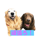 BAKKすたんぷ（個別スタンプ：16）