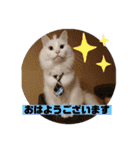 愛されニャンズ（個別スタンプ：1）