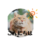 愛されニャンズ（個別スタンプ：3）