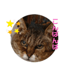 愛されニャンズ（個別スタンプ：6）