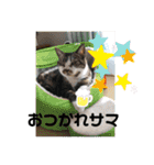愛されニャンズ（個別スタンプ：8）