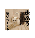 愛されニャンズ（個別スタンプ：9）
