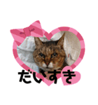 愛されニャンズ（個別スタンプ：12）