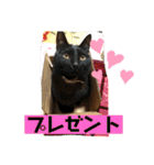 愛されニャンズ（個別スタンプ：13）