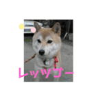 愛されニャンズ（個別スタンプ：21）