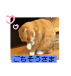 愛されニャンズ（個別スタンプ：24）