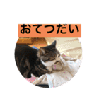 愛されニャンズ（個別スタンプ：26）
