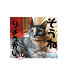 愛されニャンズ（個別スタンプ：27）
