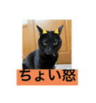 愛されニャンズ（個別スタンプ：28）