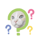 愛されニャンズ（個別スタンプ：30）