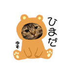 愛されニャンズ（個別スタンプ：31）