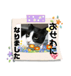 愛されニャンズ（個別スタンプ：35）