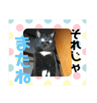 愛されニャンズ（個別スタンプ：40）